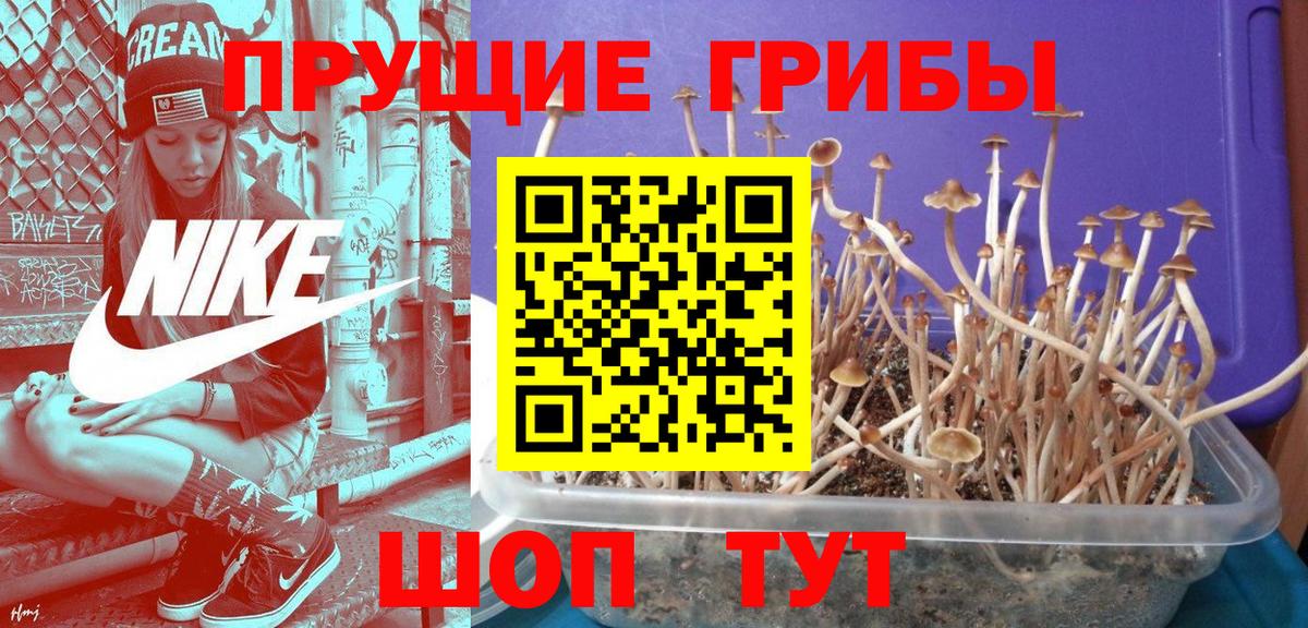 Псилоцибиновые грибы GOLDEN TEACHER  Вход с VPN  Елизово  Галлюциногенные грибы мицелий 